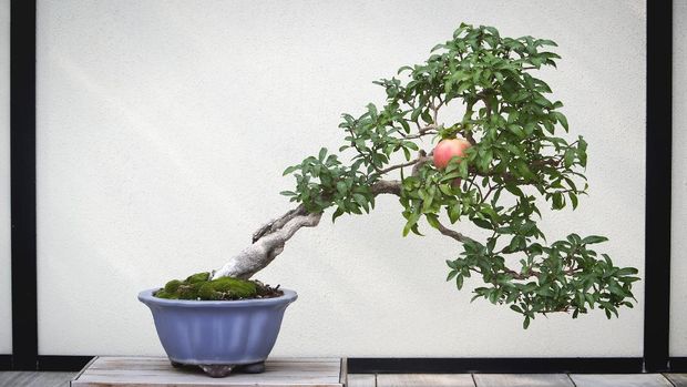 ilustrasi tanaman hias bonsai delima 100+ year old bonsai pomegranate tree, with one pomegranate. Picture is slightly toned and styled.