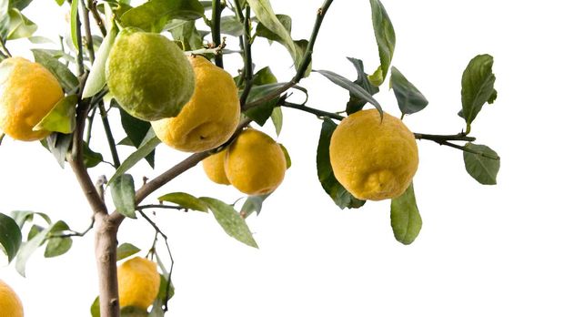 ilustrasi tanaman hias bonsai lemon Lemon tree with 8 fruit isolated on white