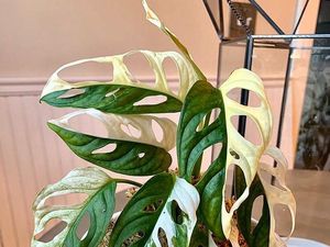 Ini 10 Jenis Tanaman Hias Varigata yang Paling Banyak Dicari Kolektor