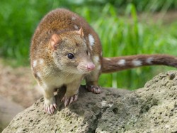 Mari Kenalan dengan Quoll, Mamalia Berkantong Pemakan Daging dari Papua