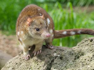Mari Kenalan dengan Quoll, Mamalia Berkantong Pemakan Daging dari Papua Mari Kenalan dengan Quoll, Mamalia Berkantong Pemakan Daging dari Papua