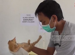 Relawan-PDHI Buka Klinik Hewan Darurat di Mamuju