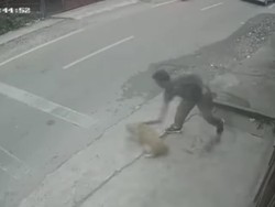 Viral Anjing Dipukuli Pakai Balok hingga Terkapar-Dibawa Kabur di Medan