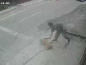 Viral Anjing Dipukuli Pakai Balok hingga Terkapar-Dibawa Kabur di Medan Viral Anjing Dipukuli Pakai Balok hingga Terkapar-Dibawa Kabur di Medan