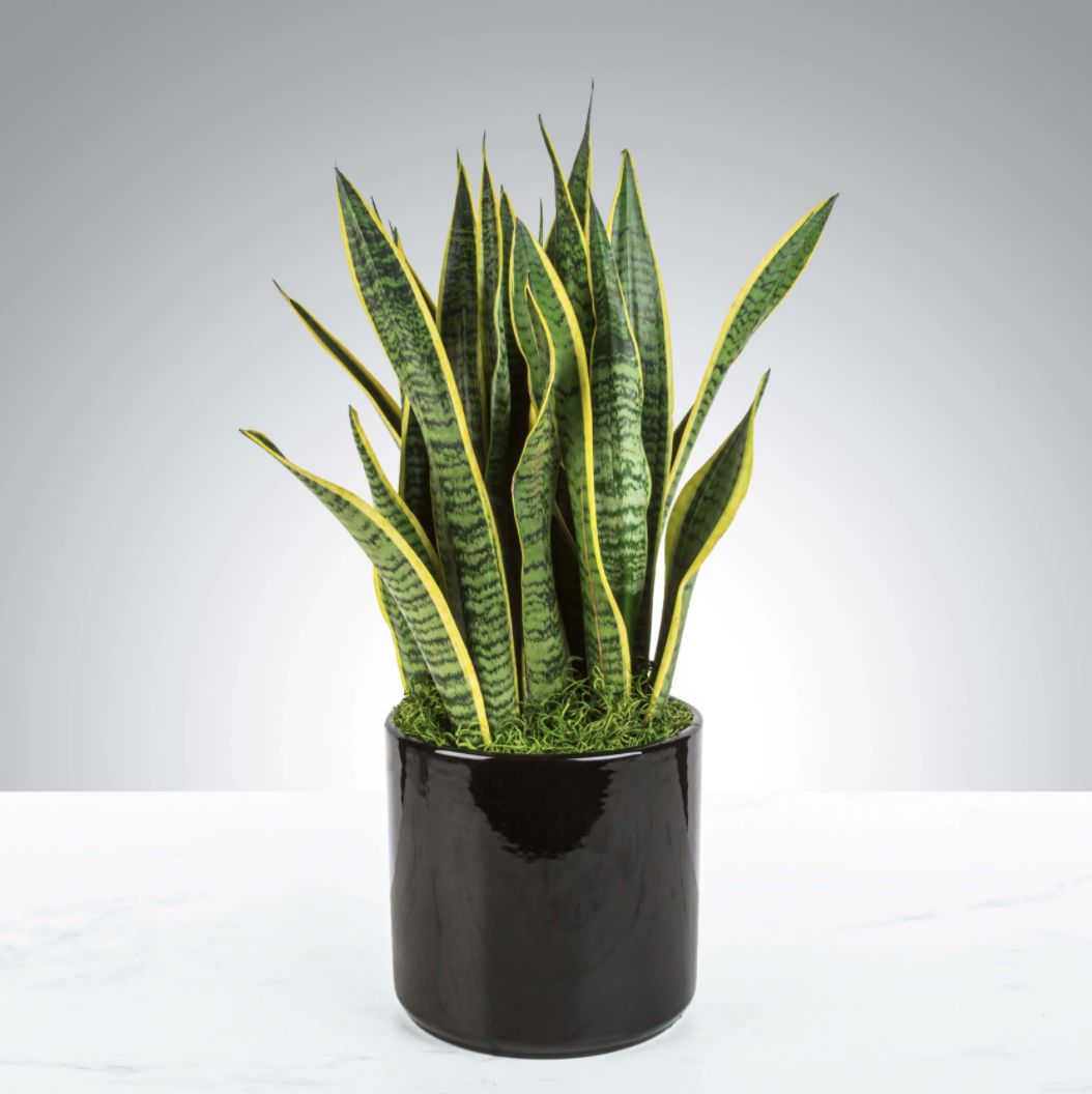 Snake Plant. (Dok: bookoutbloom)