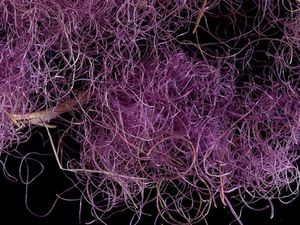 Arkeolog Temukan Kain Ungu Tahun 1000 SM, Pernah Dipakai Raja Daud