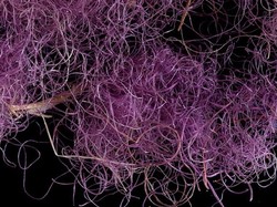 Arkeolog Temukan Kain Ungu Tahun 1000 SM, Pernah Dipakai Raja Daud