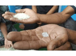 Kasus Bansos yang Heboh di Cianjur: Beras Plastik dan Ayam Hidup