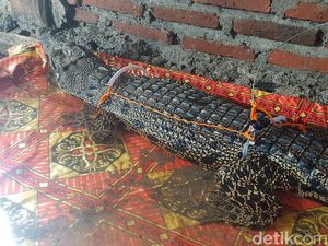 Dianggap Meresahkan, Buaya di Polman Sulbar Ditangkap Warga