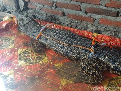 Dianggap Meresahkan, Buaya di Polman Sulbar Ditangkap Warga