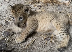 Simba Si Anak Singa Lahir dari Sperma Mendiang Ayahnya