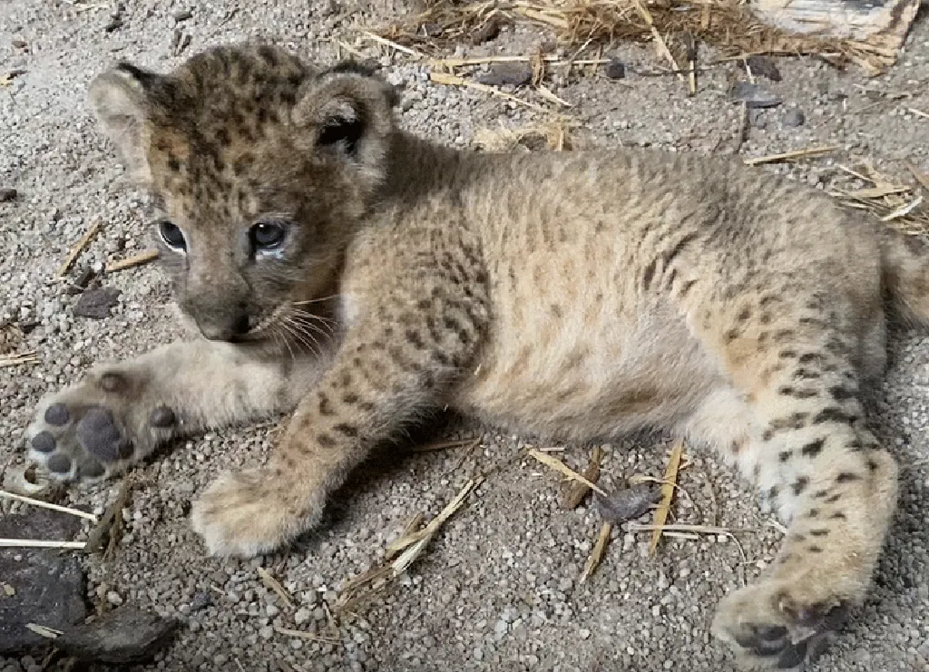Simba Si Anak Singa Lahir dari Sperma Mendiang Ayahnya Simba Si Anak Singa Lahir dari Sperma Mendiang Ayahnya