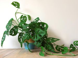 7 Tanaman Hias di Rumah Bisa untuk Indoor dan Outdoor