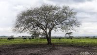 Panorama Africa van Java di Taman Nasional Baluran