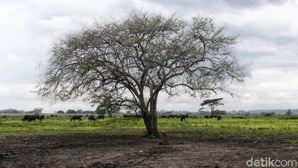 Panorama Africa van Java di Taman Nasional Baluran