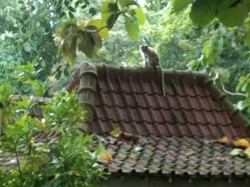 Kawanan Monyet Berkeliaran-Rusak Tanaman Jagung di Klaten