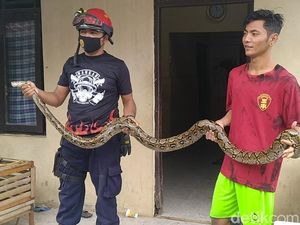 Ular Sanca 3 Meter Ditangkap di Permukiman Pekalongan