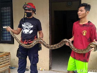 Ular Sanca 3 Meter Tertangkap di Permukiman Pekalongan