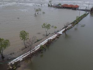 Cegah Abrasi, Warga Pekalongan Gotong Royong Bangun Tanggul Laut