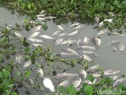 Cuaca Buruk, Ribuan Ikan di Waduk Jatiluhur Purwakarta Mati