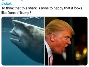 Viral! Ada Hiu Mirip Donald Trump
