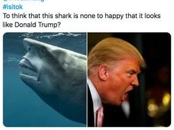 Viral! Ada Hiu Mirip Donald Trump