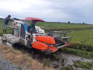 Masa Panen, Food Estate Bisa Hasilkan Padi 4-6 Ton Per Hektare