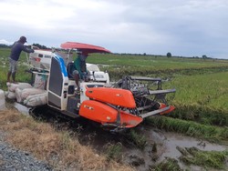 Masa Panen, Food Estate Bisa Hasilkan Padi 4-6 Ton Per Hektare