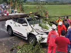 Hujan Angin di Klaten, Pohon Tumbang Timpa Mobil Sedang Melaju