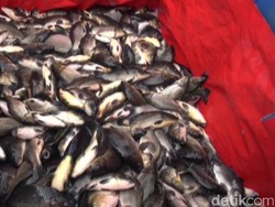 85 Ton Ikan Mati di Waduk Jatiluhur Juga Dipengaruhi Buruknya Kualitas Air