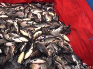 85 Ton Ikan Mati di Waduk Jatiluhur Juga Dipengaruhi Buruknya Kualitas Air 85 Ton Ikan Mati di Waduk Jatiluhur Juga Dipengaruhi Buruknya Kualitas Air