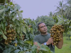 Anggota TNI Ini Sukses Jadi Petani Kelengkeng Setelah Satu Kaki Terkena Ranjau