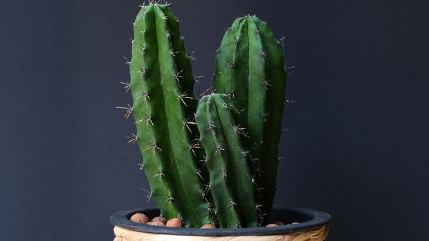 Potted three column Cereus Repandus Peruvianus Peruvian Apple Cactus house plant in front of dark background