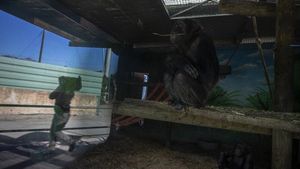 Dihantam Pandemi, Kebun Binatang Yunani Terancam Tutup