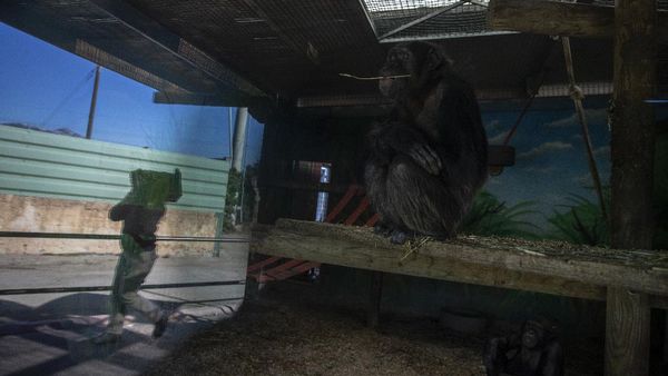 Dihantam Pandemi, Kebun Binatang Yunani Terancam Tutup