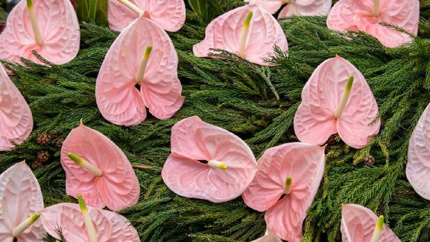 Ilustrasi anthurium