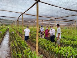 Cegah Abrasi Pantai, KKP Dukung Pelestarian Mangrove di Pasuruan