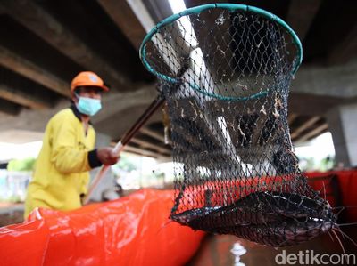 Kolong Tol Becakayu Disulap Jadi Tempat Budidaya Lele