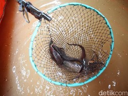 Manfaat Ikan Lele: Kandungan Gizi yang Baik untuk Tubuh dan Rasanya Gurih
