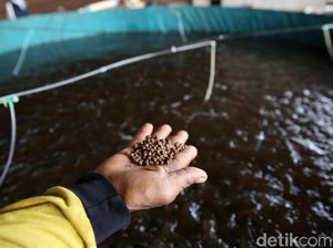 Tips Cari Modal Buat Bisnis Budidaya Ikan