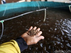 Tips Cari Modal Buat Bisnis Budidaya Ikan