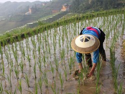 BPS Catat Nilai Tukar Petani di Januari 2021 Naik 0,01%