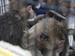 Polisi Sita Puluhan Satwa Dilindungi dari Kapal KM Prince Soya di Parepare