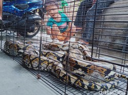 2 Ular Piton Ditangkap Warga di Klaten, Panjangnya 3,5 Meter
