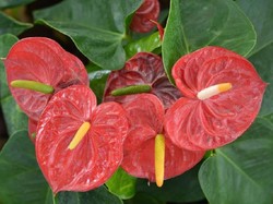 7 Jenis Tanaman Hias Anthurium Bunga, Cantik Berwarna-warni