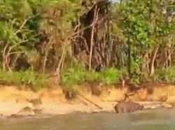 Momen Langka Badak Jawa, Penumpang Ditegur Karena Berbaju Terbuka