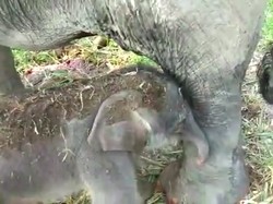 Hore! Telah Lahir Bayi Gajah di TNG Leuser Sumut
