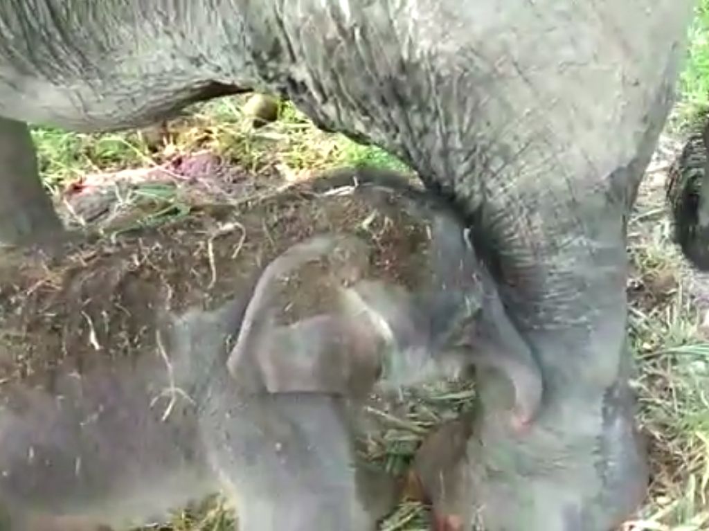 Bayi Gajah Baru Lahir di Tangkahan, Menteri KLHK: Diberi Nama Siapa Ya?