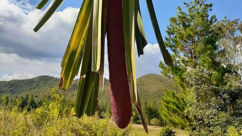 Foto: Buah Merah yang Ajaib dan Berkhasiat dari Papua Foto: Buah Merah yang Ajaib dan Berkhasiat dari Papua