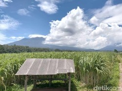 Gunung Raung Bergemuruh 30 Kali dalam Satu Jam Terdengar hingga Radius 20 Km